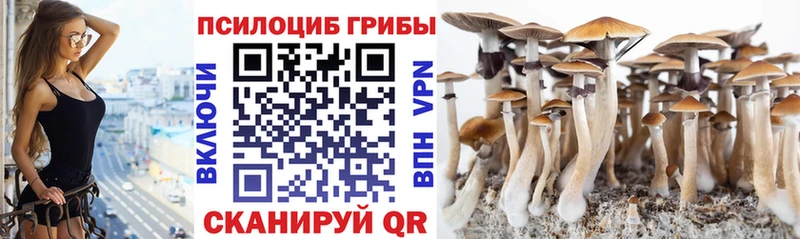 Псилоцибиновые грибы Psilocybe  сколько стоит  Шлиссельбург 